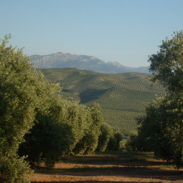 Aceites Heraldo